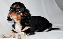 King charles spaniel s pp - malý a milý pejsek