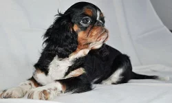 King charles spaniel s pp - malý a milý pejsek