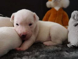 PARSON RUSSELL TERRIER - štěňátka s PP