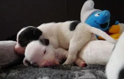 PARSON RUSSELL TERRIER - štěňátka s PP