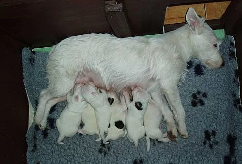 PARSON RUSSELL TERRIER - štěňátka s PP
