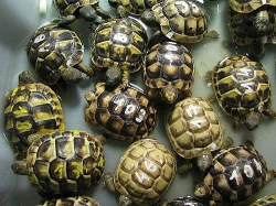 Suchozemské želvy - krásná mláďata za super cenu