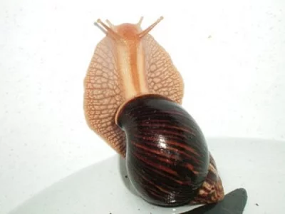Achatina immaculata
