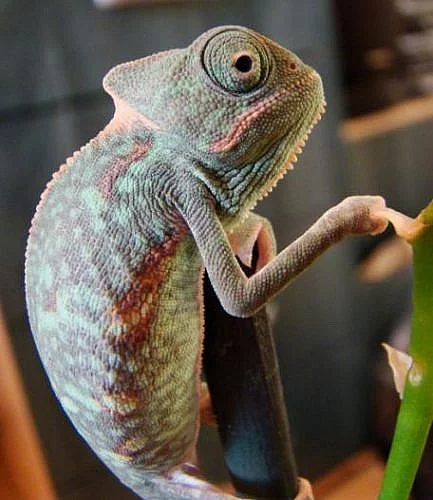 Chameleon jemenský
