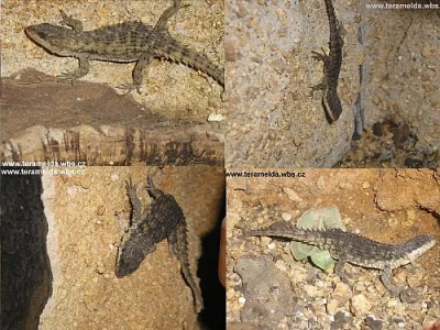 Cordylus beraducci