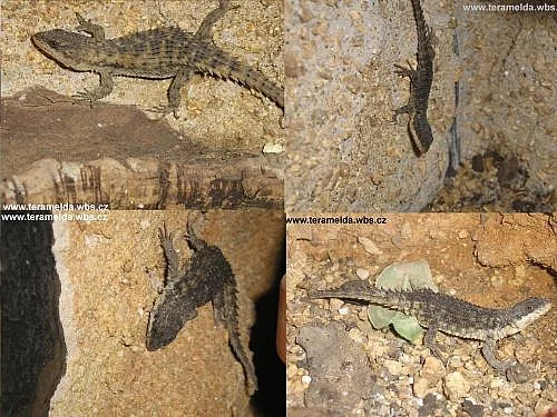Cordylus beraducci