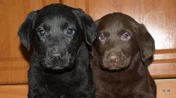 štěnátka labradora