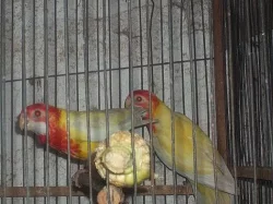 Rozela