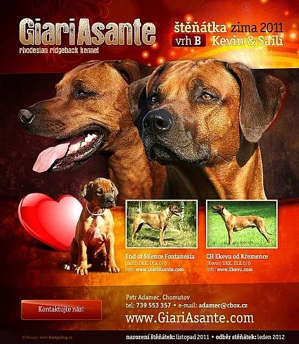 Rhodeský Ridgeback - Rhodesian Ridgeback štěňátka