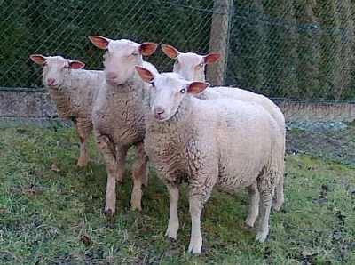 Prodám jehnice charolais