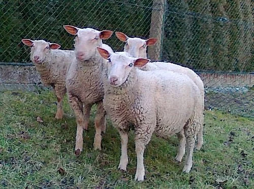 Prodám jehnice charolais
