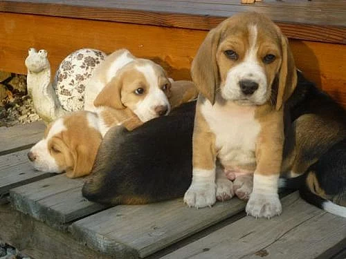 Prodej štěněte Beagle s PP