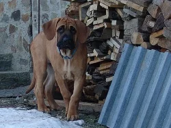 Štěňata Tosa Inu s PP