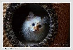 kocourci plemene Birma