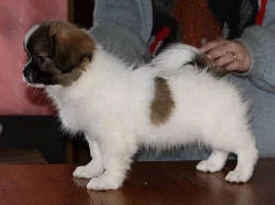 Tibetský španěl