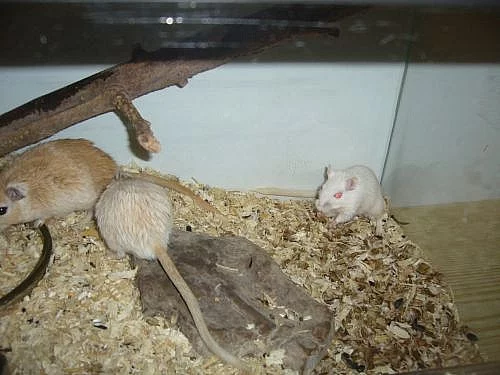 Pískomil mongolský