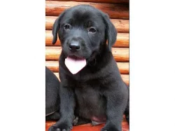 krásná štěnátka labradora