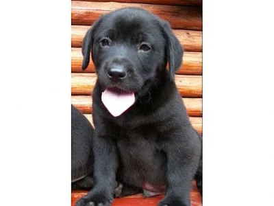 krásná štěnátka labradora
