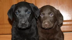 krásná štěnátka labradora