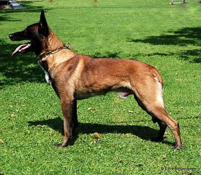 Belgický ovčák - malinois, zahr. krytí v Rakousku