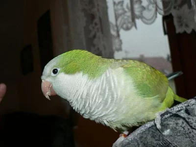 Mníšek šedý