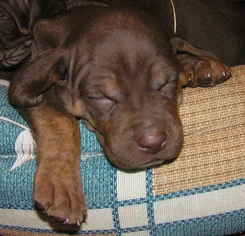 Catahoula - Louisianský leopardí pes - krásná štěň