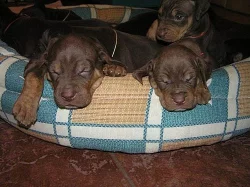 Catahoula - Louisianský leopardí pes - krásná štěň
