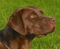 Catahoula - Louisianský leopardí pes - krásná štěň