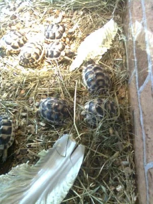Prodám suchozemské želvy rodu testudo
