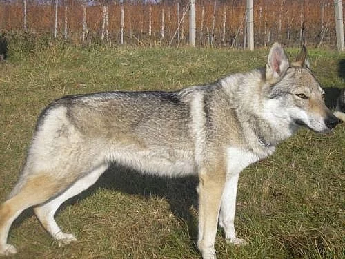 Československý vlčák