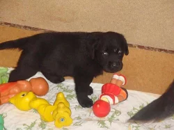 Prodám štěňata labradorského retrievra