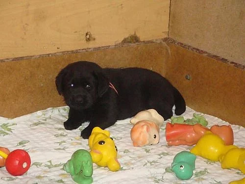 Prodám štěňata labradorského retrievra