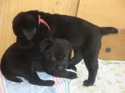 Prodám štěňata labradorského retrievra