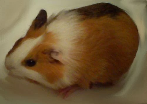 Daruji 3 morčátka