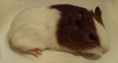 Daruji 3 morčátka