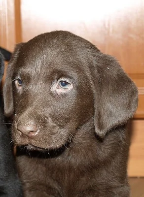 krásná štěnátka labradora