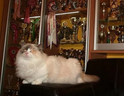 kočička Ragdoll s PP