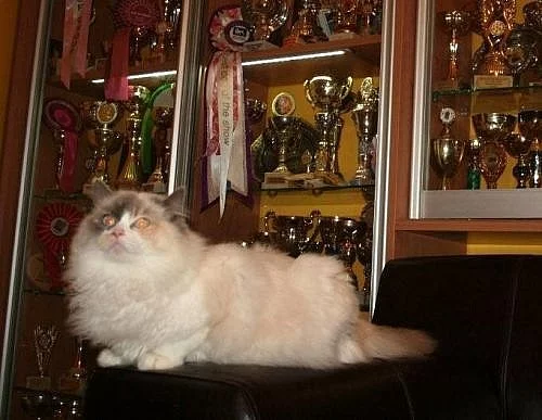kočička Ragdoll s PP