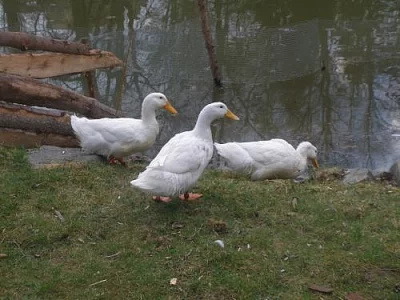 Násadová vejce