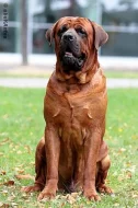 TOSA INU CHS BIRENGO přijímá záznamy na štěňata