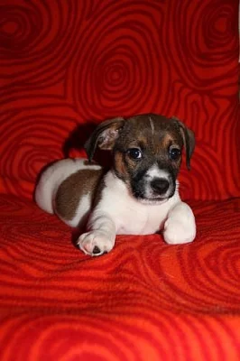 Štěňátka Jack Russell Teriéra - ihned k odběru