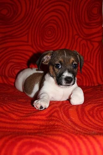 Štěňátka Jack Russell Teriéra - ihned k odběru