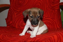 Štěňátka Jack Russell Teriéra - ihned k odběru