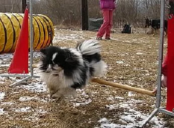 Pekinský palácový psík
