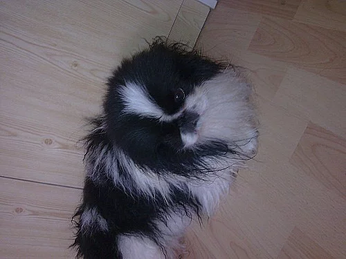 Pekinský palácový psík