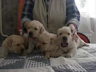Labradorský retriever s PP