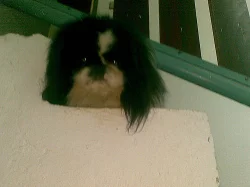 Pekinský palácový psík