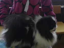 Pekinský palácový psík
