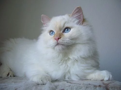 Koťatka Ragdoll s PP