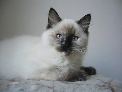 Koťatka Ragdoll s PP
